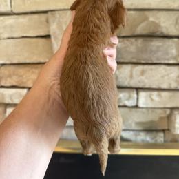 Moscato - Red male Cockapoo puppy in Connersville, Indiana from MoonShine Babies