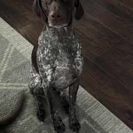 German Shorthaired Pointer Puppies from Howell Farm GSP