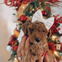 Goldendoodle Puppies from Proctor’s Petite Goldendoodles