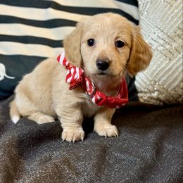 Blondie - Cream female Dachshund puppy in Meadville, Pennsylvania from Four Seasons Dachshunds