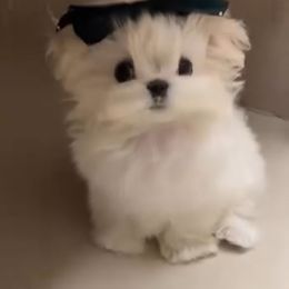 Ashley 8600 - White female Maltese puppy in Miami, Florida from Natalias Tiny Chihuahuas