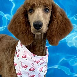Labradoodles, Poodles, and Springerdoodles from Pawpaws Doodles