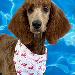Labradoodles, Poodles, and Springerdoodles from Pawpaws Doodles