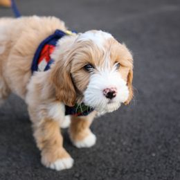Goldendoodles and Labradoodles from Artisan Doodles