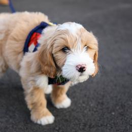 Goldendoodles and Labradoodles from Artisan Doodles