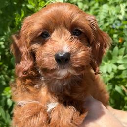 Sharon - Red female Cavapoo puppy in Tucson, Arizona from Adored Poodle & Doodles