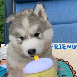 Siberian Husky Puppies from Canace Siberians
