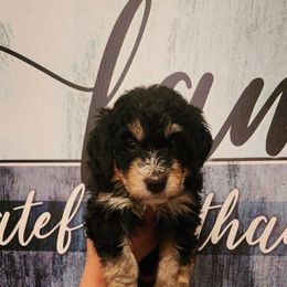 Bernedoodle Puppies from A MAYSING Bernedoodles