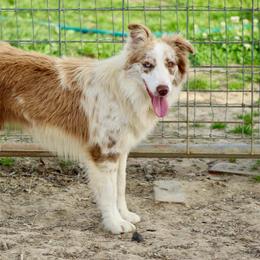 Lexi - Border Collie