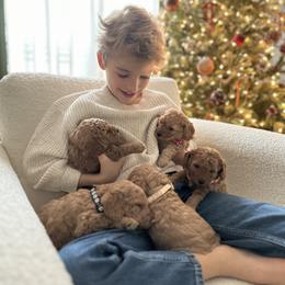 Poodle Puppies from Bruno & Co. Puppies
