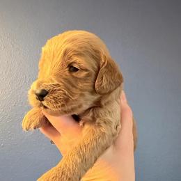 Edgar-Gray - Apricot male Goldendoodle puppy in Casper, Wyoming from 307 Doodles