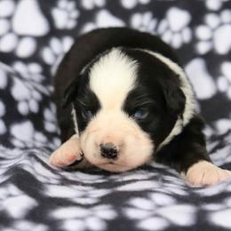 Cheers - Black tri-color male Australian Shepherd puppy in Squaw Valley, California from A&M Australian Shepherds