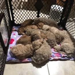 Goldendoodle Puppies from Da Ruba Doodles