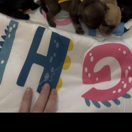 Miniature Schnauzer puppies from Sassy Schnauzers