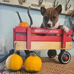 Onxy - Red and white male Basenji puppy in New Providence, Pennsylvania from Buck Iron Stables Kennel