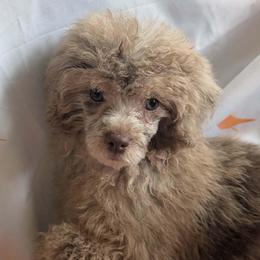 Eva - Brown female Poodle puppy in Bell, Florida from BellCrist Little bits