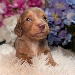 Churro - Dapple male Dachshund puppy in Unadilla, Georgia from Hamsley's Puppy Palace