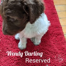 Girl 4 - Labradoodle puppy in Buckingham, Illinois from Naturally Special Doodles