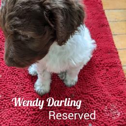 Girl 4 - Labradoodle puppy in Buckingham, Illinois from Naturally Special Doodles