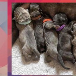 Cane Corso Puppies from MTZ Cane Corso, LLC