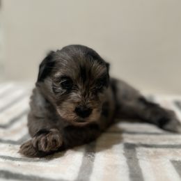 Aussiedoodle, Bordoodle, and Goldendoodle Puppies from Korbella Farm