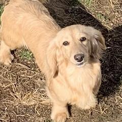 Summer - Dachshund