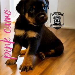 Rottweiler Puppies from Von MK Rottweilers
