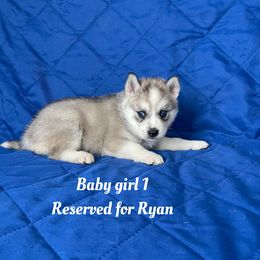 Baby girl 1 - Gray and white female Siberian Husky puppy in Ocala, Florida from Florida Husky Puppies