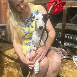 Toaster - White and black male Whippet puppy in New Port Richey, Florida from Trezlar Whippets