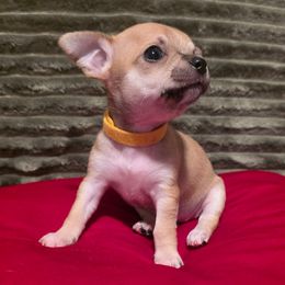 Yuki - Fawn female Chihuahua puppy in Jacksonville, Florida from Precious Paws of Florida - Chihuahuas