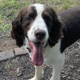 English Springer Spaniels from Dog Tired English Springer Spaniels