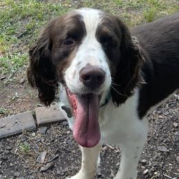 English Springer Spaniels from Dog Tired English Springer Spaniels
