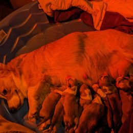 Pembroke Welsh Corgi Puppies from Jersey Shore Corgis