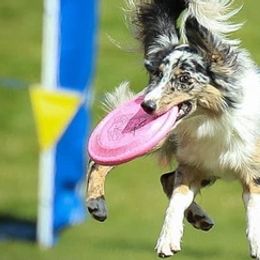 Australian Shepherds from Versatilis Performance Australian Shepherds
