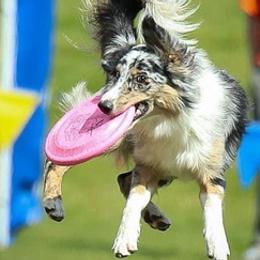 Australian Shepherds from Versatilis Performance Australian Shepherds