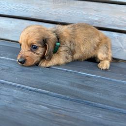 Rocha - Red male Dachshund puppy in South Willard, Utah from Doxies in the Sun