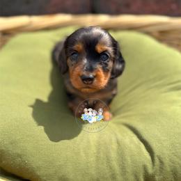 Daffodil - Dapple female Dachshund puppy in Cave City, Kentucky from Mammoth Cave Dachshunds