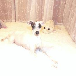Tia - Italian Greyhound