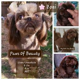 Zozi - Shih Tzu