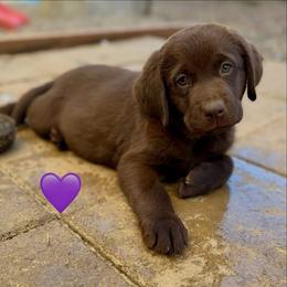 Purple Collar - Chocolate female Labrador Retriever puppy in Somerset, California from Cantina Labs and Cavs
