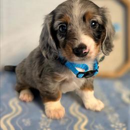 Max 4300 - Dapple male Dachshund puppy in Lexington, Oklahoma from Long Doggy Acres Miniature Dachshunds