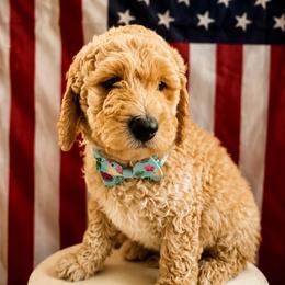Arbor - Apricot male Goldendoodle puppy in Camden, North Carolina from Oopsie Doodles of NC