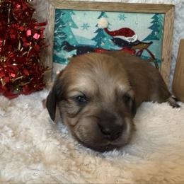 Puppy 5 - Cream female Dachshund puppy in Perryville, Maryland from Heavenly Heritage Dachshunds and Doods