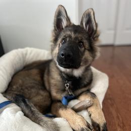 German Shepherd Puppies from Fancy GSDs