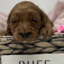 Pink Male - Apricot male Goldendoodle puppy in Great Falls, Montana from Montana Goldendoodles