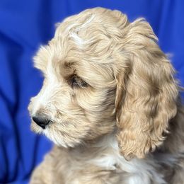 $1200 Captain - Parti Goldendoodle puppy in Salem, Oregon from Capital Doodles