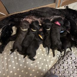 Trippel - Black and white male Portuguese Water Dog puppy in Lake George, Colorado from Ascent Kennels - Central Asian Shepherds & Portuguese Water Dogs