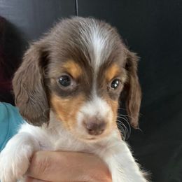 Pumpkin - Piebald female Dachshund puppy in Bigfork, Minnesota from Dachshunds Up North