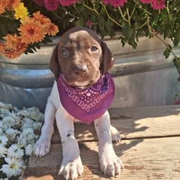 Purple Girl - Liver and white female German Shorthaired Pointer puppy in Potosi, Wisconsin from Point and Flush Gun Dogs