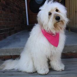 Bernedoodle, Goldendoodle, and Labradoodle Puppies from Apple Creek Doodles